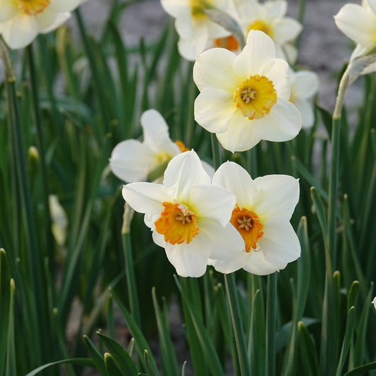 Bakker - 5 Narcisses à petite couronne Barrett Browning - Narcissus Barrett Browning - Bulbes à fleurs