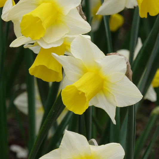 Bakker - 7 Narcisses Golden Echo - Narcissus 'golden echo' - Bulbes à fleurs