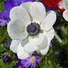 Bakker - Anémones coronaria The Bride - Anemone coronaria 'the bride' - Bulbes à fleurs