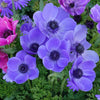 Bakker - Anémones coronaria bleues - Anemone 'm.fokker' - Bulbes de printemps