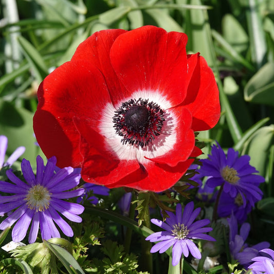 Bakker - Anémones coronaria rouges - Anemone 'hollandia' - Bulbes à fleurs