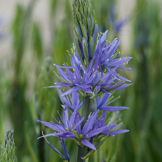 Bakker - 3 Camassies de Leichtlin à fleurs bleues - Camassia 'leichtlinii' subsp. suksdorfii - Bulbes à fleurs