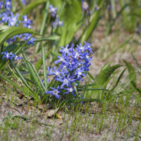 Bakker - 20 Gloire des Neiges 'Luciliae' - Chionodoxa 'luciliae' - Bulbes à fleurs