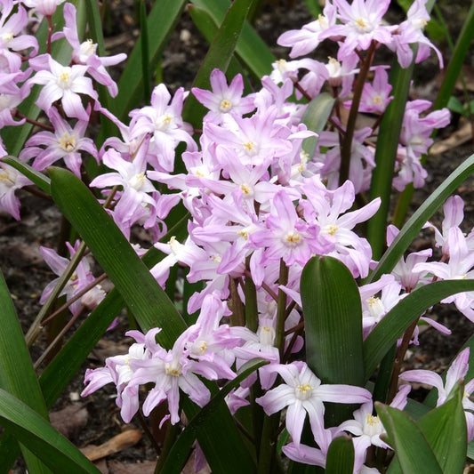 Bakker - 20 Gloire des Neiges 'Pink Giant' - Chionodoxa 'pink giant' - Bulbes de printemps