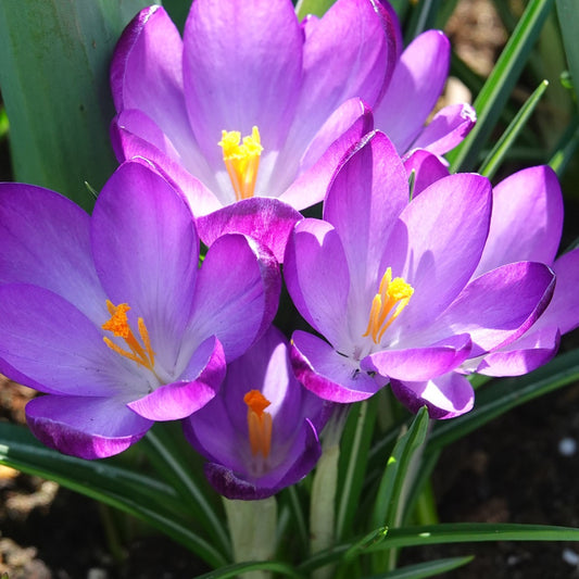 Bakker - 20 Crocus hybride Ruby Giant - Crocus 'ruby giant' - Bulbes à fleurs