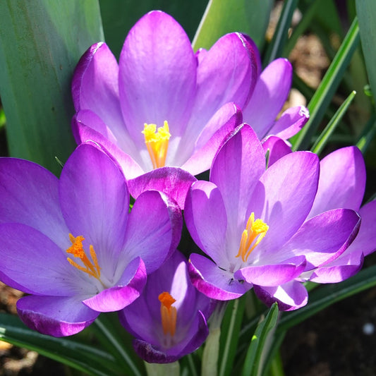 20 Crocus hybride Ruby Giant - Bakker