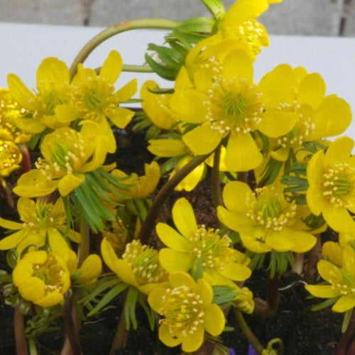 Bakker - 10 Helléborines - Eranthis hyemalis - Plantes d'extérieur