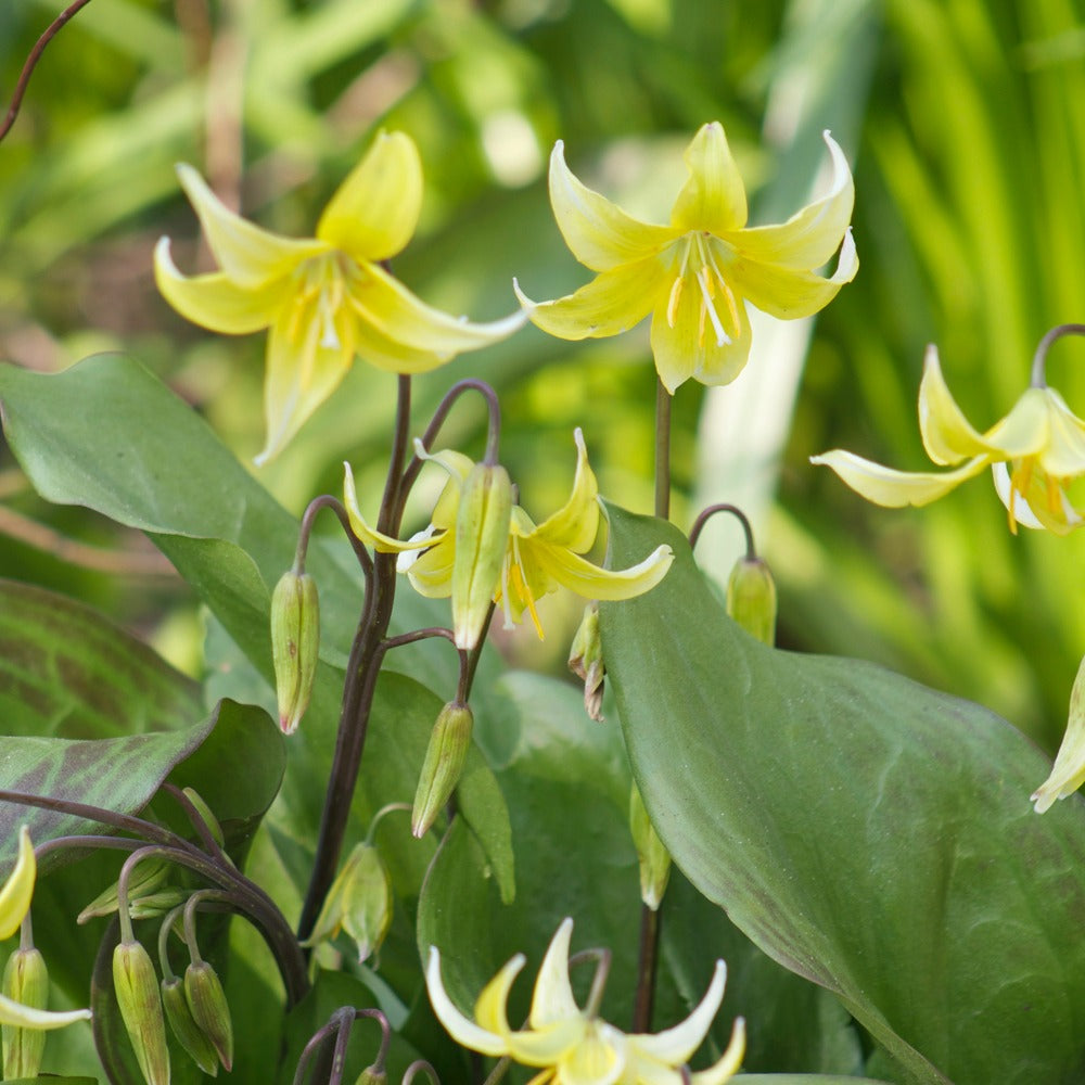 Bakker - Erythrone Pagoda - Erythronium 'pagoda' - Bulbes à fleurs