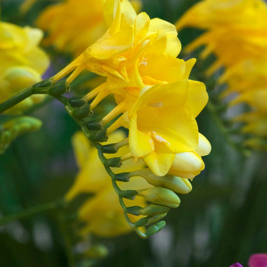 Bakker - 15 Freesia yellow - Freesia 'yellow' - Bulbes à fleurs