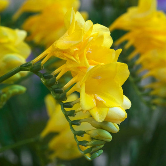 15 Freesia simple jaune - Bakker