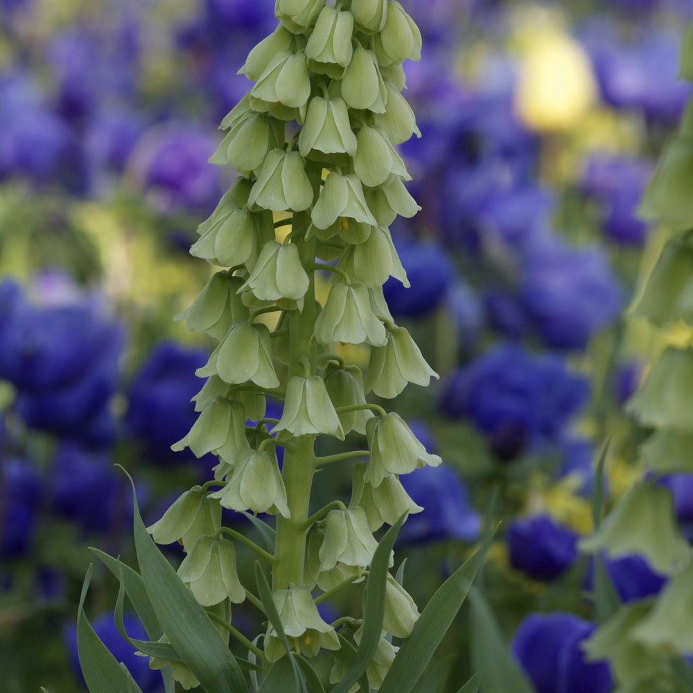 Fritillaire de Perse Ivory Bells - Bakker