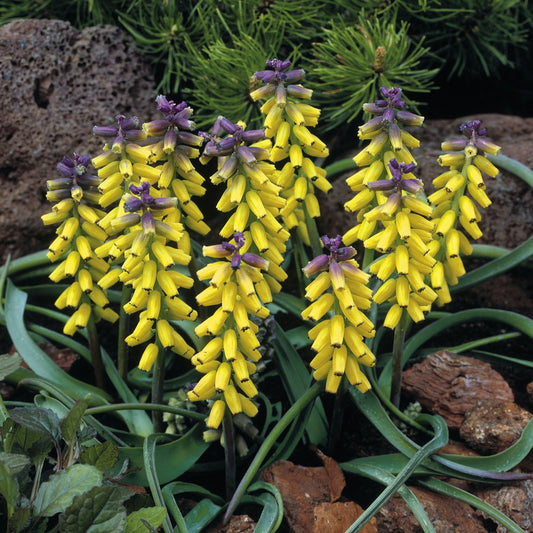 5 Muscaris jaune Golden Fragrance - Bakker