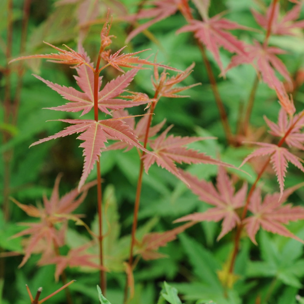 Érable du Japon - Erable du Japon Phoenix - Acer palmatum phoenix