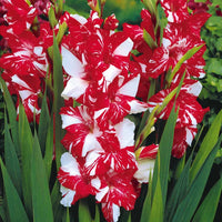 25 Glaïeuls Zizanie - Gladiolus zizanie - Bakker