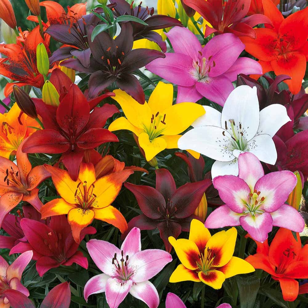 Vente Lys asiatique 'Mid-Century' en mélange - Lilium mid-century
