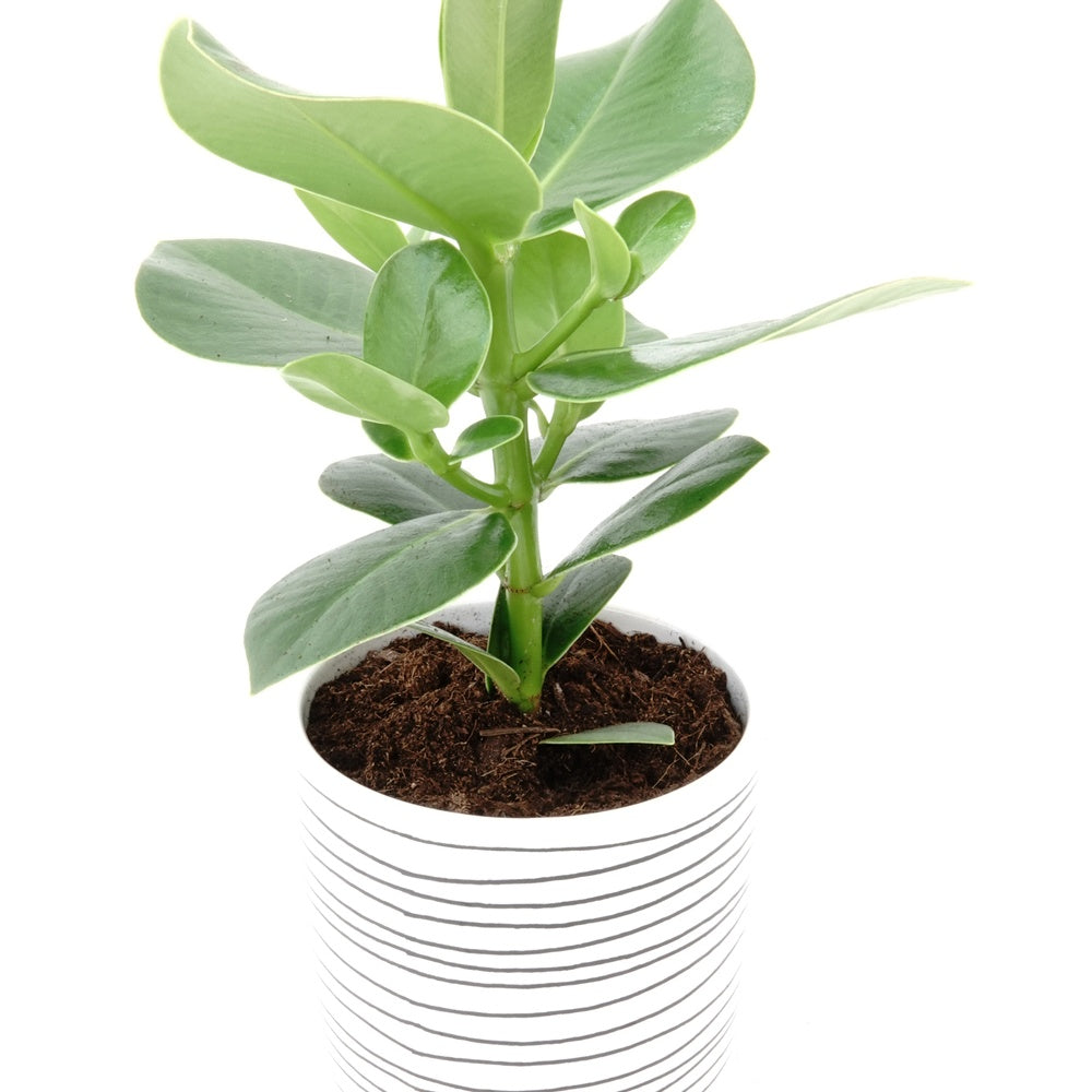 Clusia 'Princess' - Clusia rosea princess - Bakker