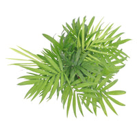 Vente Palmier des montagnes - Chamaedorea elegans