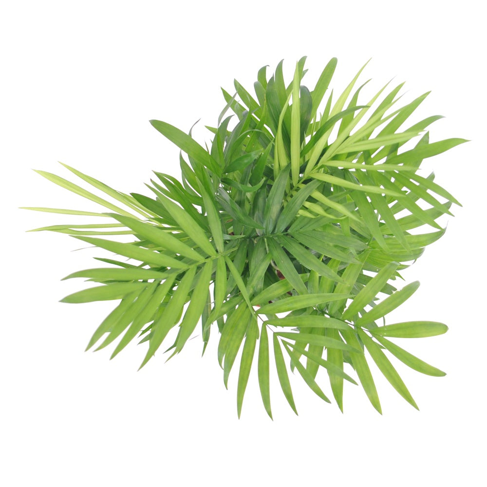 Vente Palmier des montagnes - Chamaedorea elegans