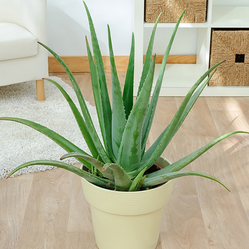 Cactus et plante grasse - Aloe vera - Aloe vera
