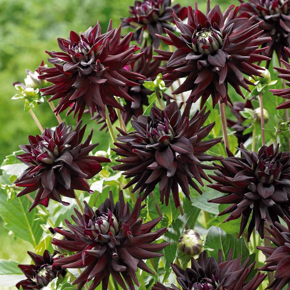 3 Dahlias cactus presque noir Tamburo - Dahlia tamburo - Bakker