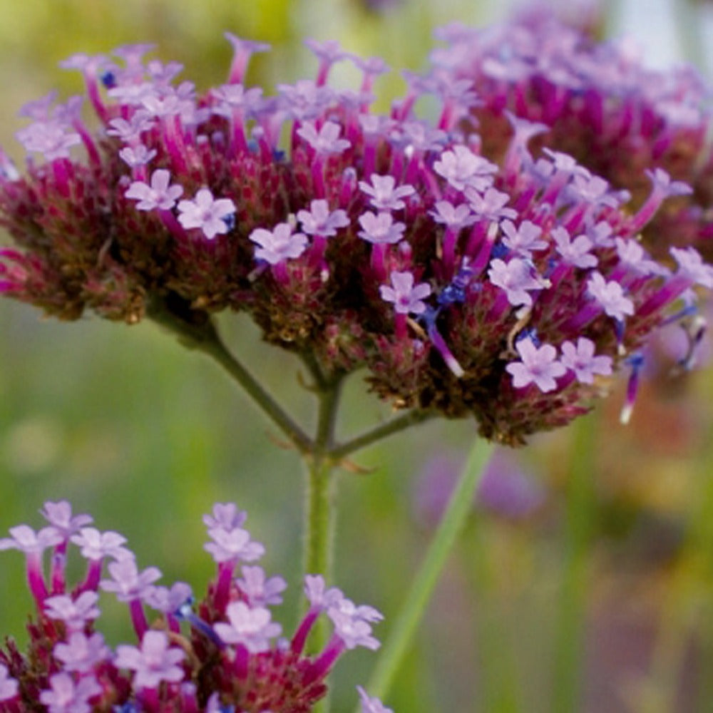 Vente Verveine de Buenos-Aires - Verbena bonariensis