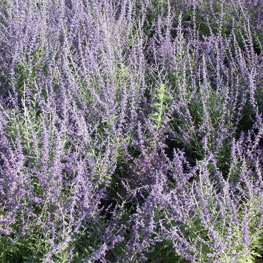 Vente Sauge d'Afghanistan 'Blue Spire' - Perovskia atriplicifolia blue spire