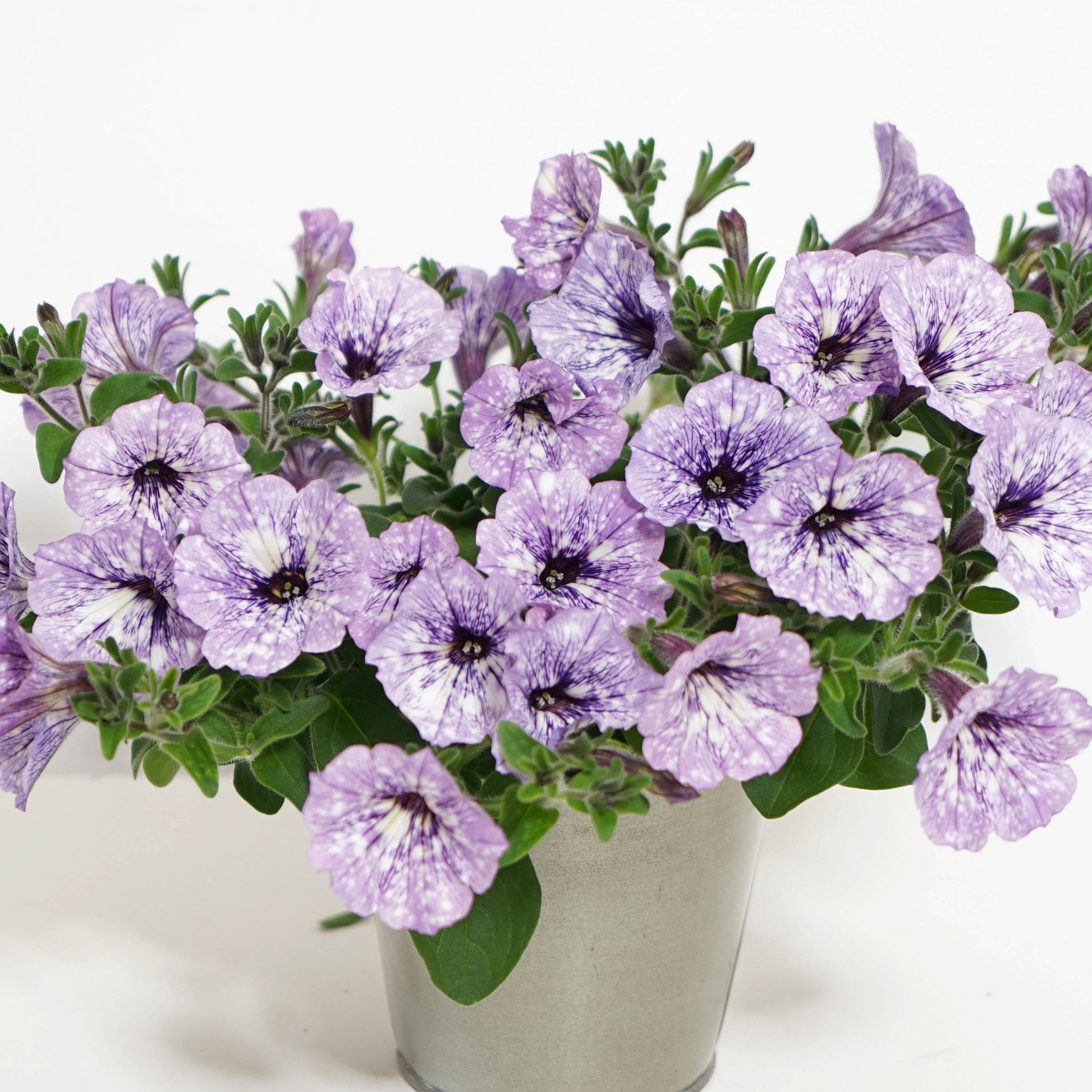 Pétunia 'Lavender Sky' - Caractéristiques des plantes