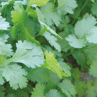 Vente Collection d'aromatiques Bio - Collection de 4 aromatiques bio