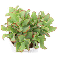 Crassula arborescens Curly Green - Crassula Arborescens 'Curly Green' - Cactus et plante grasse