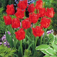 10x Tulipe frangée 'Barbados' - Bulbes de printemps