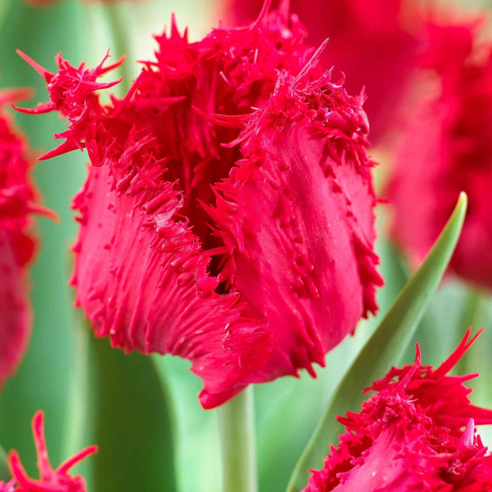10x Tulipe frangée 'Barbados' - Bulbes de fleurs populaires