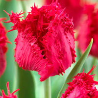 10x Tulipe frangée 'Barbados' - Bulbes à fleurs