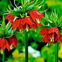 2x Fritillaire impériale Fritillaria 'Rubra maxima' rouge Orangé-Rouge - Arbustes à papillons et plantes mellifères