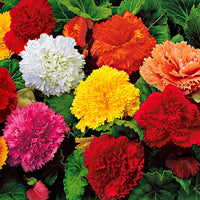 10x À frange Bégonia - Mélange 'Garden Party' - Bulbes de fleurs pour la terrasse et le balcon