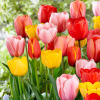 30x Tulipes Tulipa - Mélange 'Popular Mix' - Bulbes à fleurs