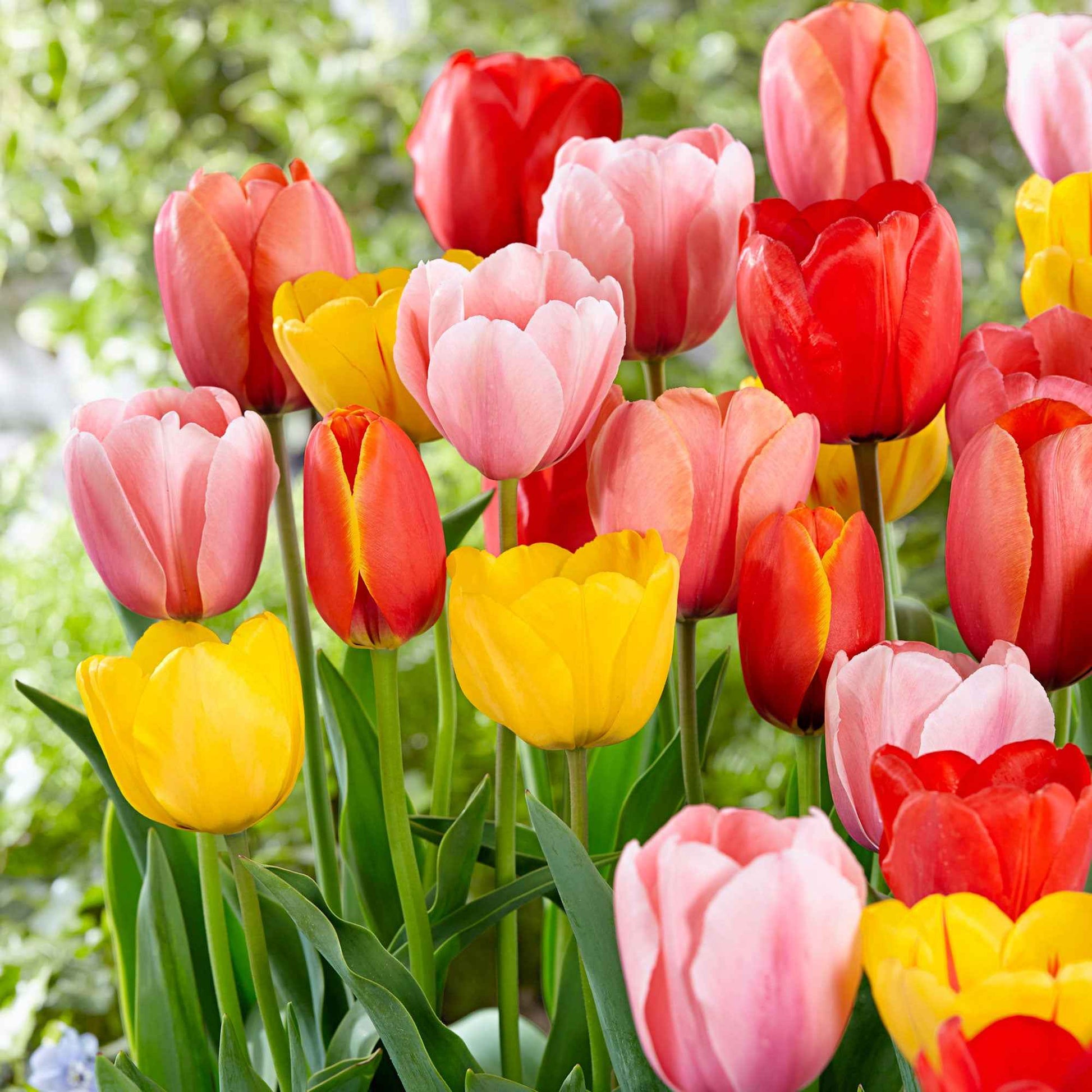 30x Tulipes Tulipa - Mélange 'Popular Mix' - Bulbes à fleurs