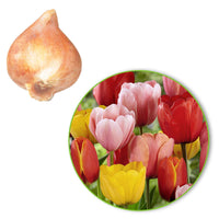 30x Tulipes Tulipa - Mélange 'Popular Mix' - Bulbes de printemps