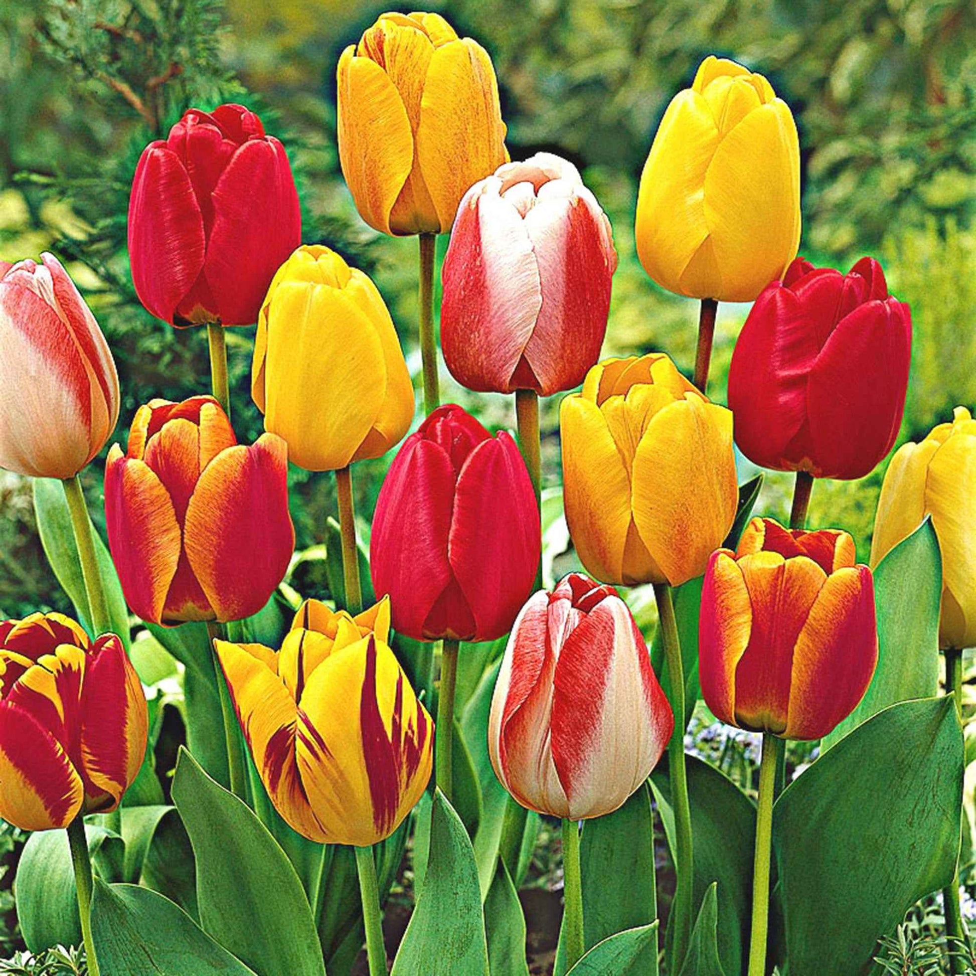 30x Tulipes Tulipa - Mélange 'Popular Mix' - Bulbes de fleurs populaires