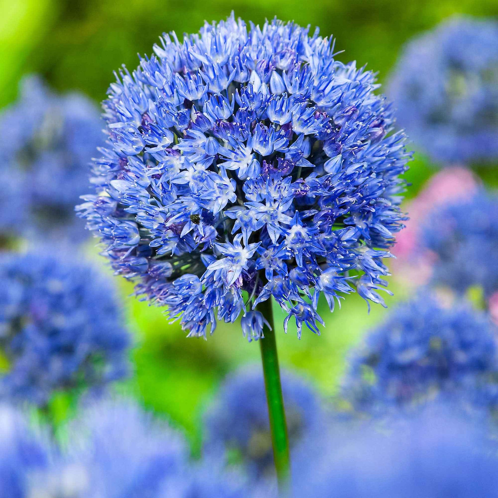 50x Ail bleu, Ail décoratif Allium caeruleum Bleu - Arbustes à papillons et plantes mellifères