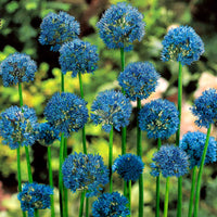 50x Ail bleu, Ail décoratif Allium caeruleum Bleu - Alliums