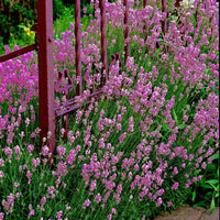 6x Joubarbe Lavandula 'Loddon Pink' rose - Caractéristiques des plantes