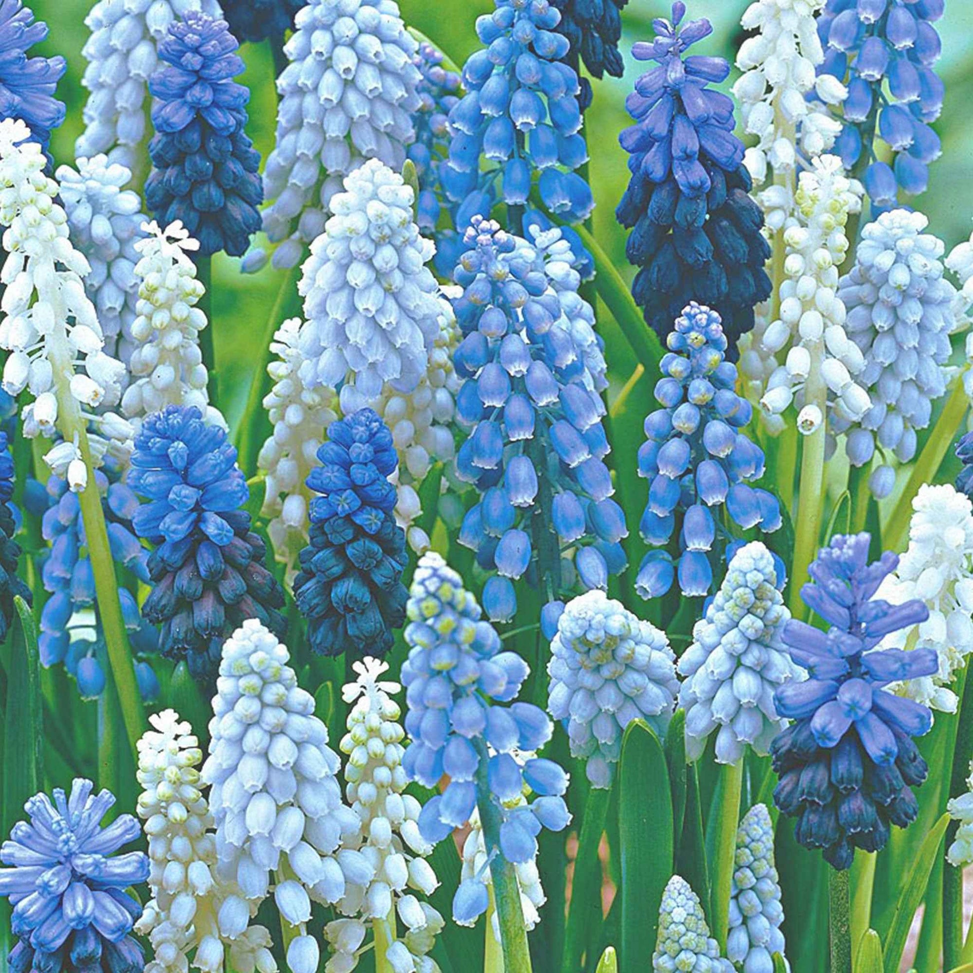 40x Raisins bleus et blancs Muscari armeniacum bleu-blanc - Bulbes de fleurs respectueuses des abeilles