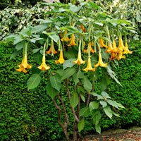 Brugmansia 'Twinflowers Gold' - Caractéristiques des plantes