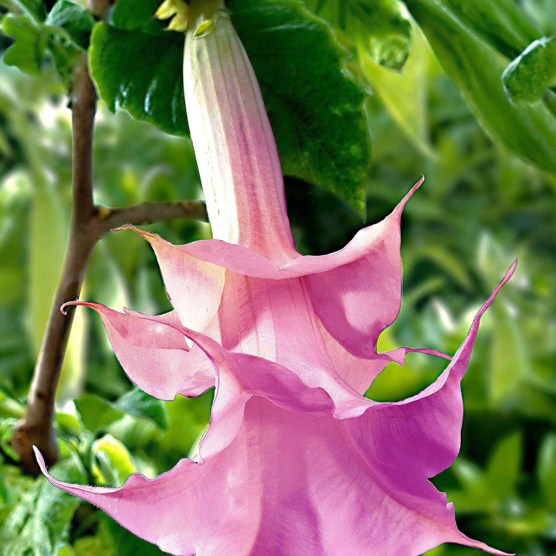 Brugmansia 'Twinflowers Pink' - Caractéristiques des plantes