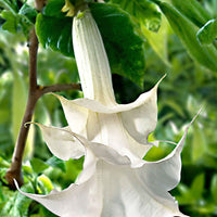 Brugmansia 'Twinflowers White' - Fleurs de balcon