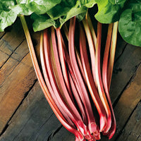 Rhubarbe Rheum 'Glaskins' Biologique - Légumes biologiques
