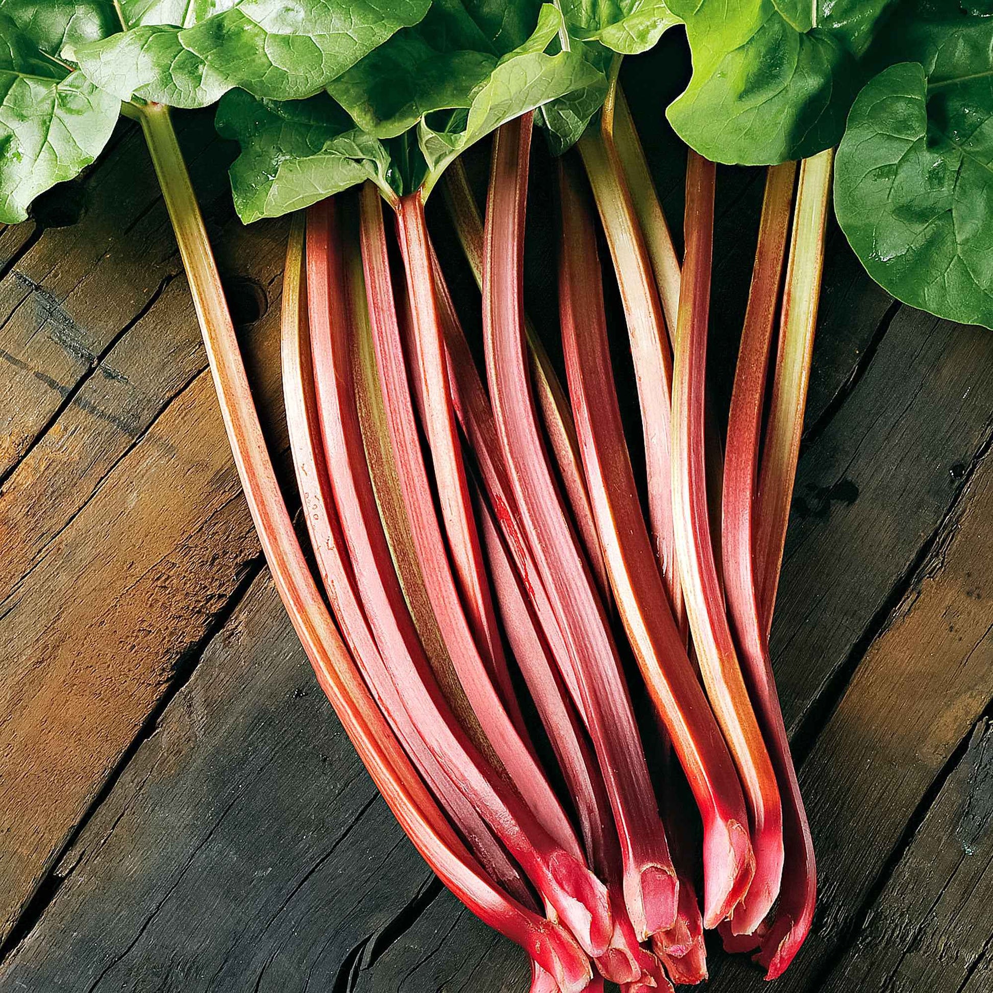 Rhubarbe Rheum 'Glaskins' Biologique - Légumes biologiques