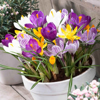 50x Grandes fleurs crocus Crocus grandiflorus - Mélange 'The Happiest' - Bulbes de fleurs populaires
