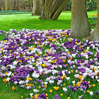 50x Grandes fleurs crocus Crocus grandiflorus - Mélange 'The Happiest' - Bulbes de fleurs attirant les abeilles et les papillons