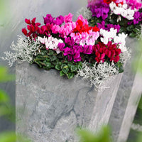 3x Cyclamen persicum - Mélange 'Veranda' - Fleurs de balcon